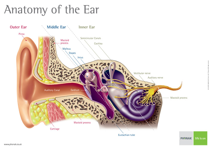 Ear Diagram